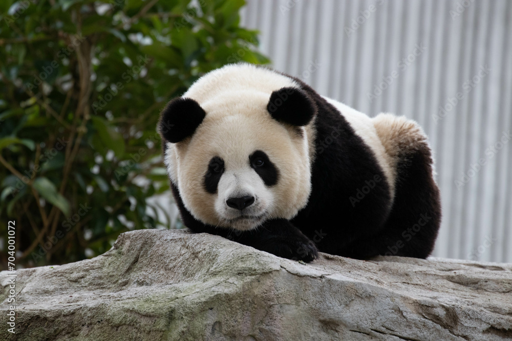 Fototapeta premium Funny pose of giant panda, China