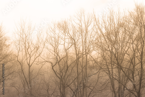 Zimowe gałęzie drzew w mglistym świetle poranka