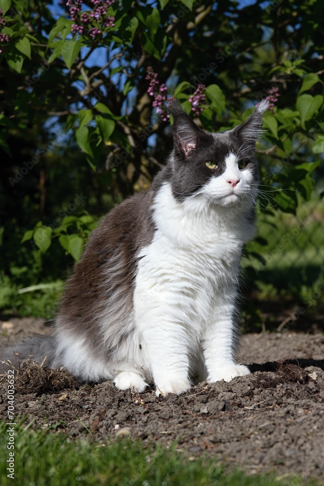 maine coon cat in the garden in summer