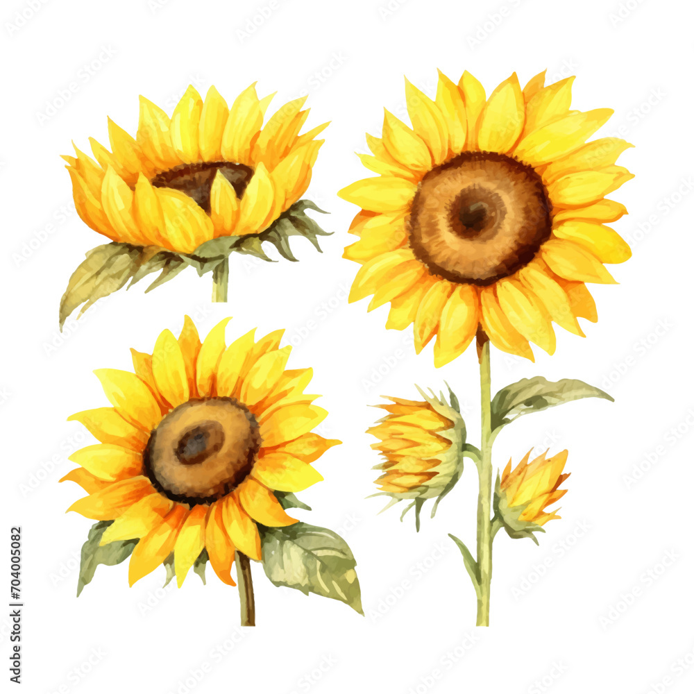 Naklejka premium watercolor painting of sunflower four collection