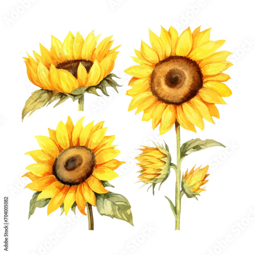 watercolor painting of sunflower four collection
