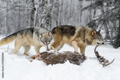 Grey Wolves (Canis lupus) Sniff at Rear and Antlers of White-Tail Deer Winter © hkuchera