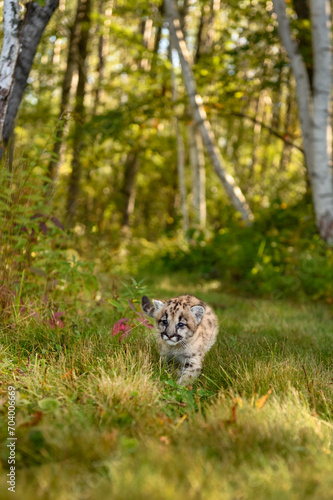 Cougar Kitten (Puma concolor) Flicks Tail As It Walks On Forest Trail Autumn © hkuchera