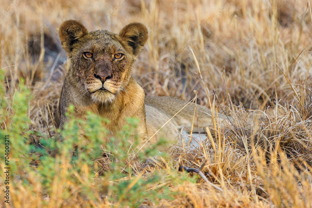 Majestic lion in the Central Kalahari Game Reserve in Botswana. Majestic lion in the Central Kalahari Game Reserve in Botswana.