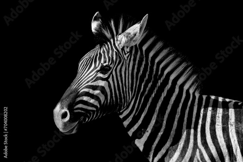 Grayscale closeup of a zebra against a black background. © Wirestock