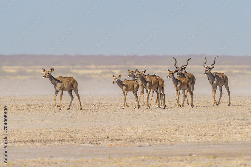 Naklejka premium Herd of Kudu's in a dust storm, Piper Pan, Central Kalahari Game Reserve, Botswana.