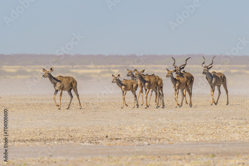Herd of Kudu's in a dust storm, Piper Pan, Central Kalahari Game Reserve, Botswana.