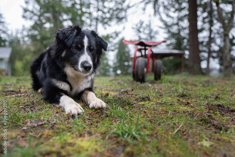 Fototapeta premium Sheepdog On The Farm