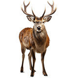 deer isolated against transparent background