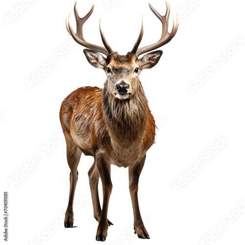 deer isolated against transparent background