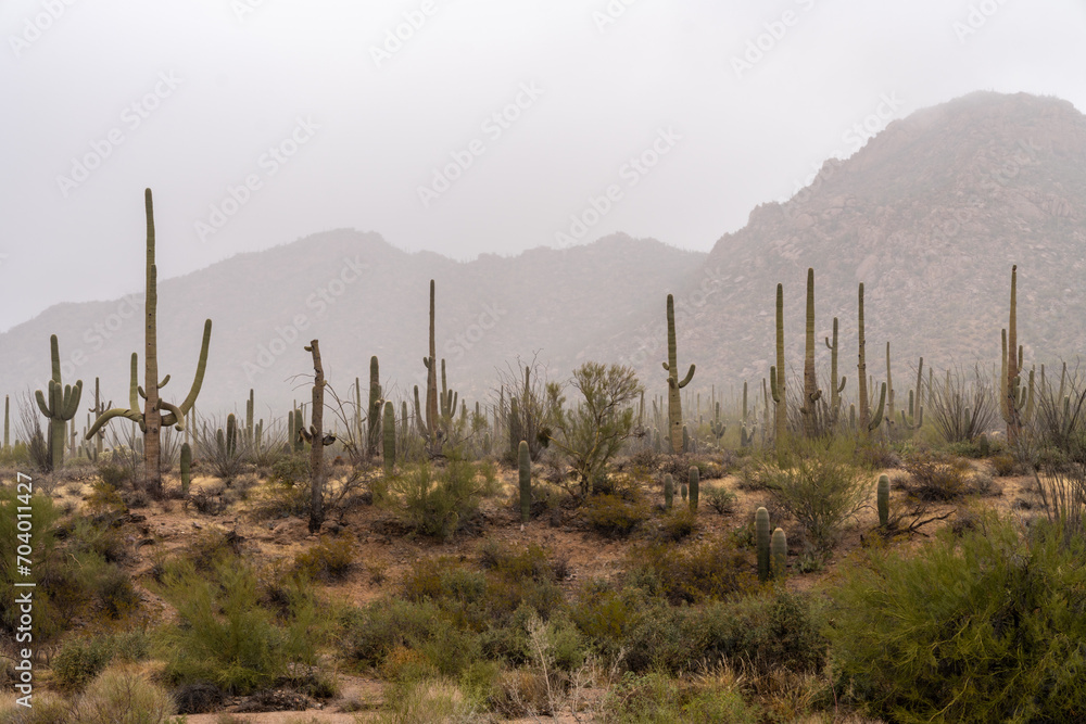 Saguaro cactus and mountains near the Red Hills area of Saguaro National Park on a rainy day