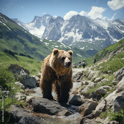 Bear in the mountain 
