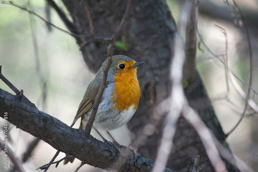 Obraz premium A close-up of a robin perched on a tree branch