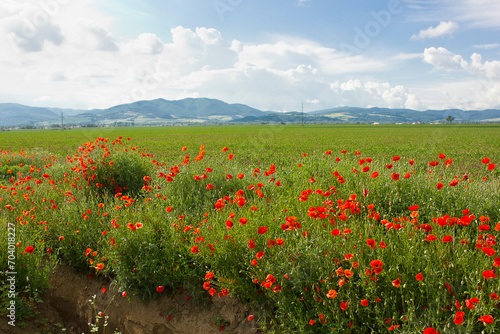 a landscape with a poppy field and mountains in the background. Blooming red field poppies