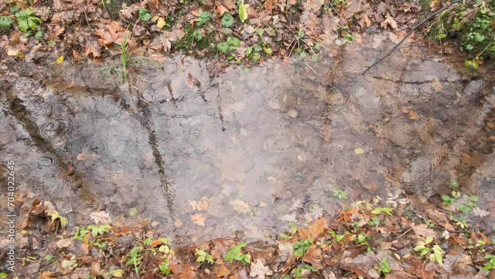 small pond in the autumn forest during the rain with beautiful ripples from drops small pond in the autumn forest during the rain with beautiful ripples from drops