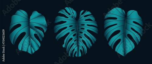 A set of voluminous realistic monstera leaves on a dark background. Tropical leaves