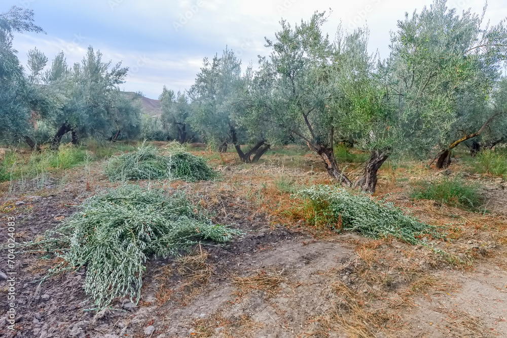 Maintenance work in the Olivar. Elimination of suckers or double crochet. Maintenance work in the Olivar. Elimination of suckers or double crochet.
