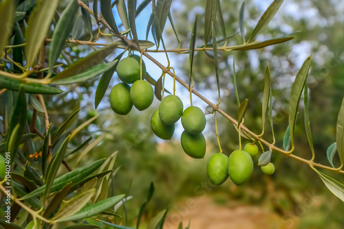 Olive branch with ripe olives and farmland in the background.