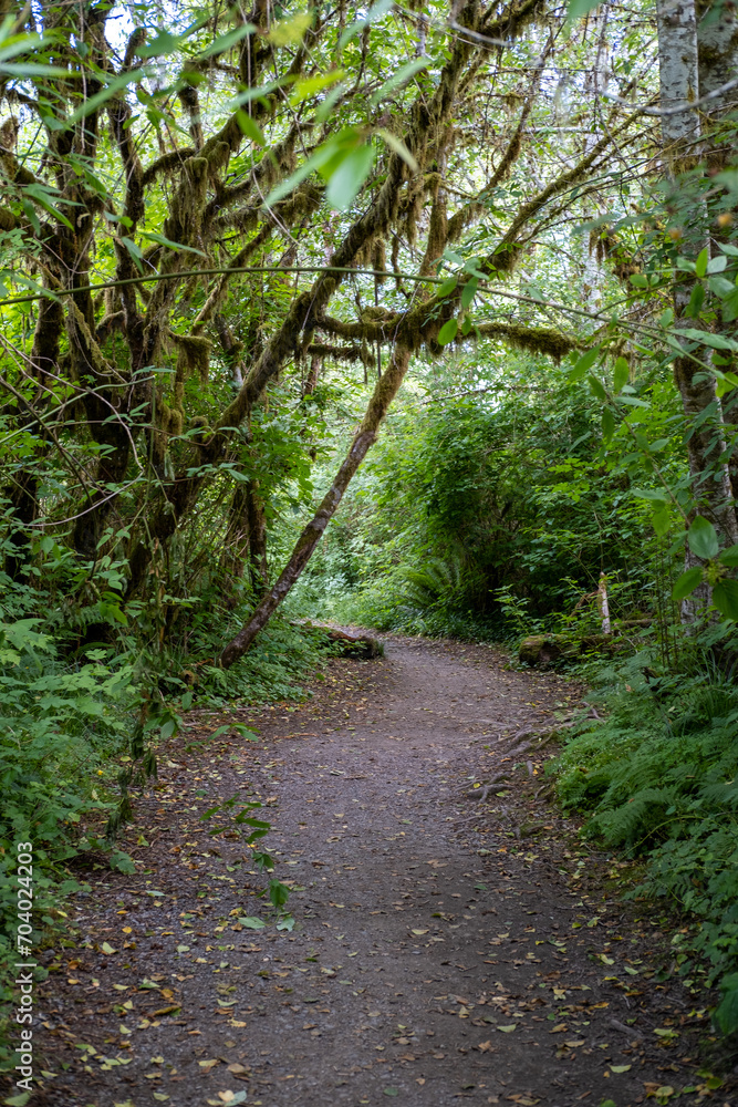 path in the woods path in the woods