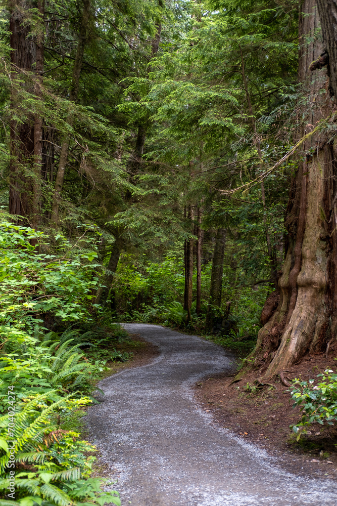 Fototapeta premium trail in the forest