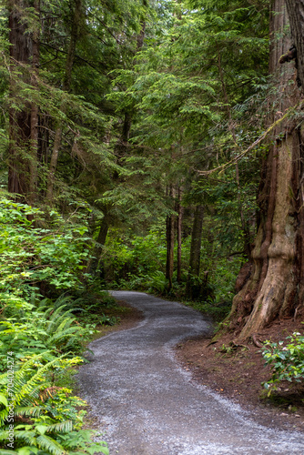 trail in the forest