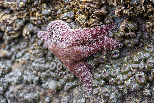 starfish on the rock