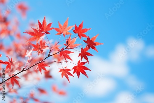  a branch of a tree with red leaves in the foreground and a blue sky with white clouds in the backgrounge of the background, with a few white clouds in the foreground.