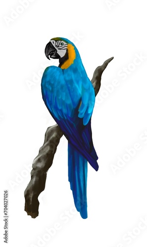 Blue and gold macaw parrot.