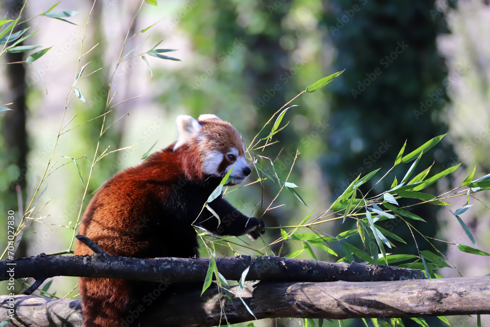 Panda roux dans les arbres qui mange
