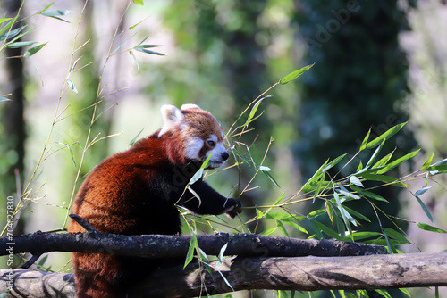 Obraz na płótnie Panda roux dans les arbres qui mange w salonie