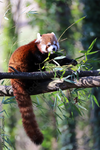 Obraz na płótnie Panda roux perché dans les arbres qui mange w salonie