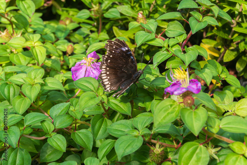 Close up of a Striped blue crow butterfly (Euploea mulciber) on a leaf in the garden with blurred green natural background photo