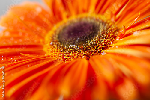 Orange gerbera flower with small drops of water. Macro shot of a gerbera.