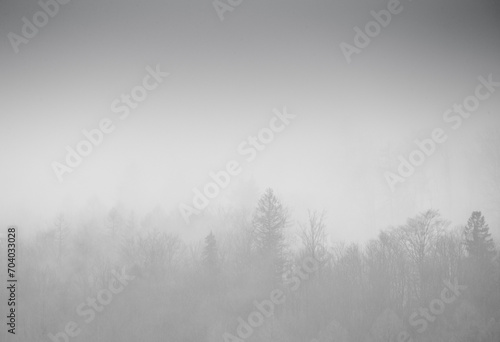 Zimowe gałęzie drzew w mglistym świetle poranka photo