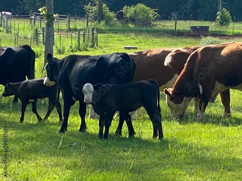 Black Cows and Calves