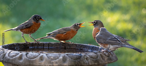 American Robins Bicker at a Bird Bath