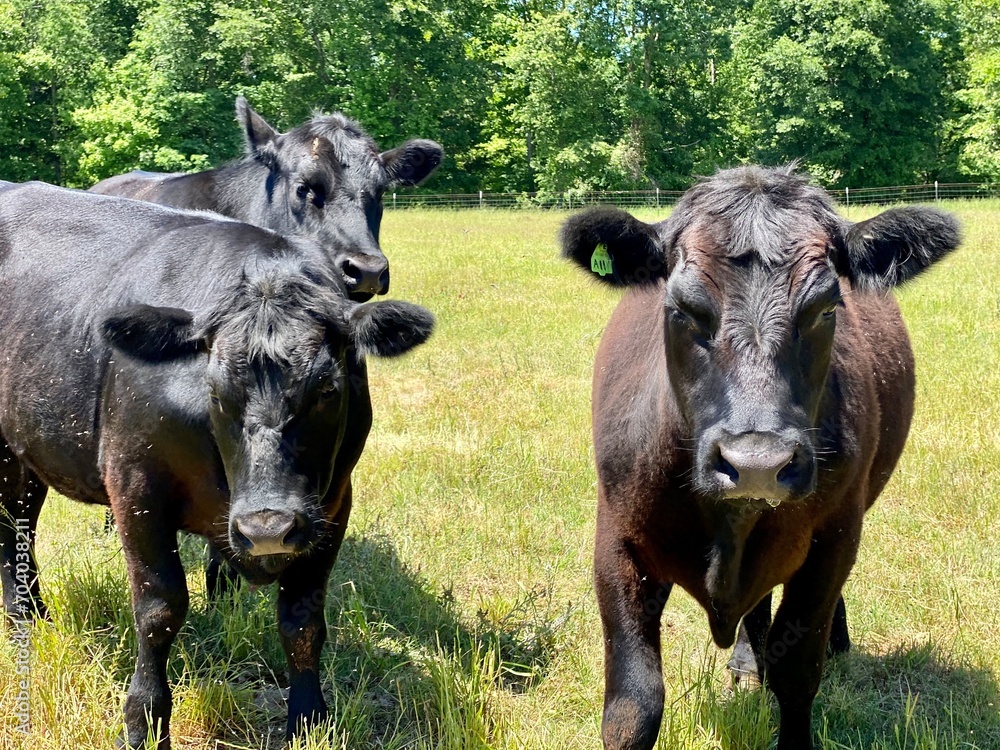 Fototapeta premium Black Angus Cows