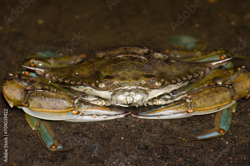Blue crab Callinectes sapidus. San Sebastian de La Gomera. La Gomera. Canary Islands. Spain.