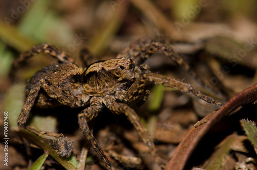 Wolf spider on the forest floor. Garajonay National Park. La Gomera. Canary Islands. Spain.