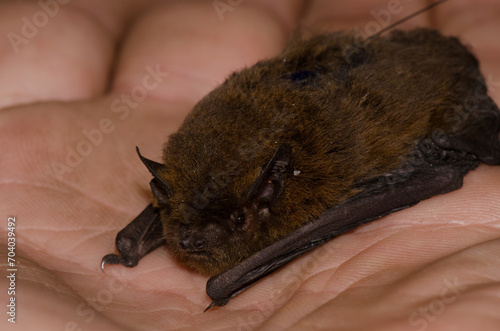 Madeira pipistrelle Pipistrellus maderensis equipped with a radio transmitter on its back. Garajonay National Park. La Gomera. Canary Islands. Spain. photo