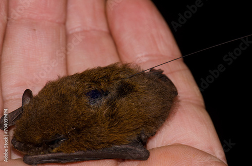 Madeira pipistrelle Pipistrellus maderensis equipped with a radio transmitter on its back. Garajonay National Park. La Gomera. Canary Islands. Spain. photo