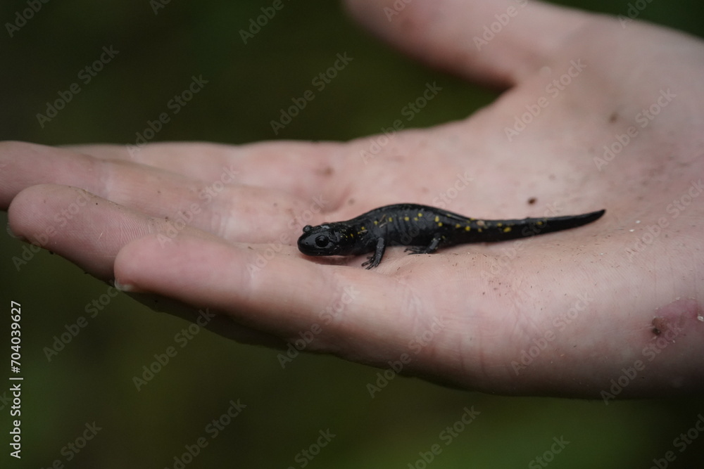 salamander on hand
