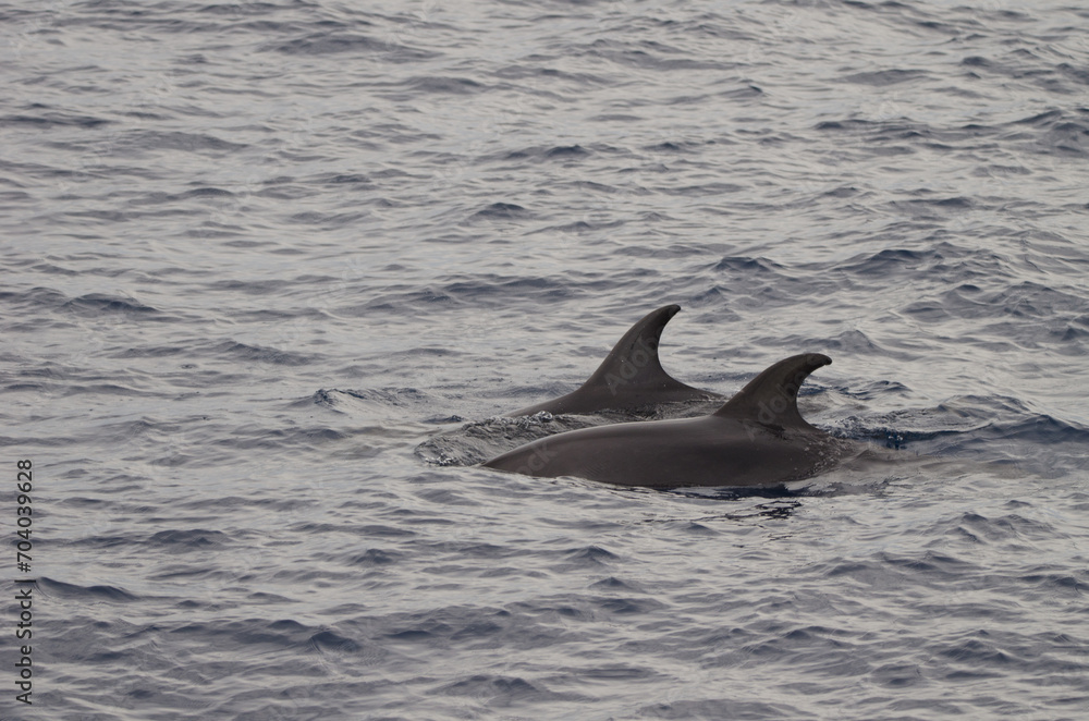 Fototapeta premium Common bottlenose dolphins Tursiops truncatus. Atlantic Ocean. Canary Islands. Spain.
