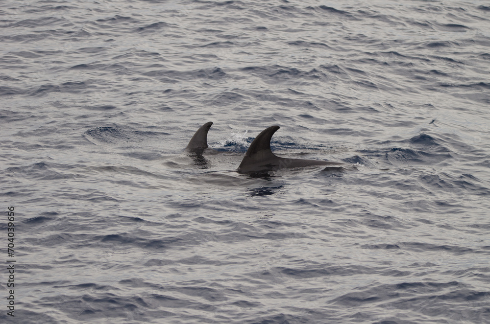 Obraz premium Common bottlenose dolphins Tursiops truncatus. Atlantic Ocean. Canary Islands. Spain.