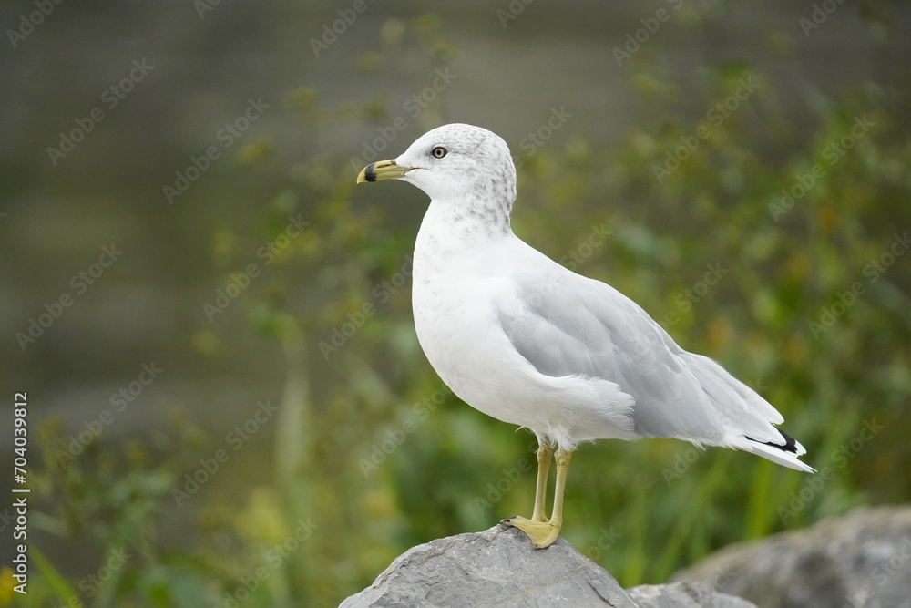 seagull on a rock