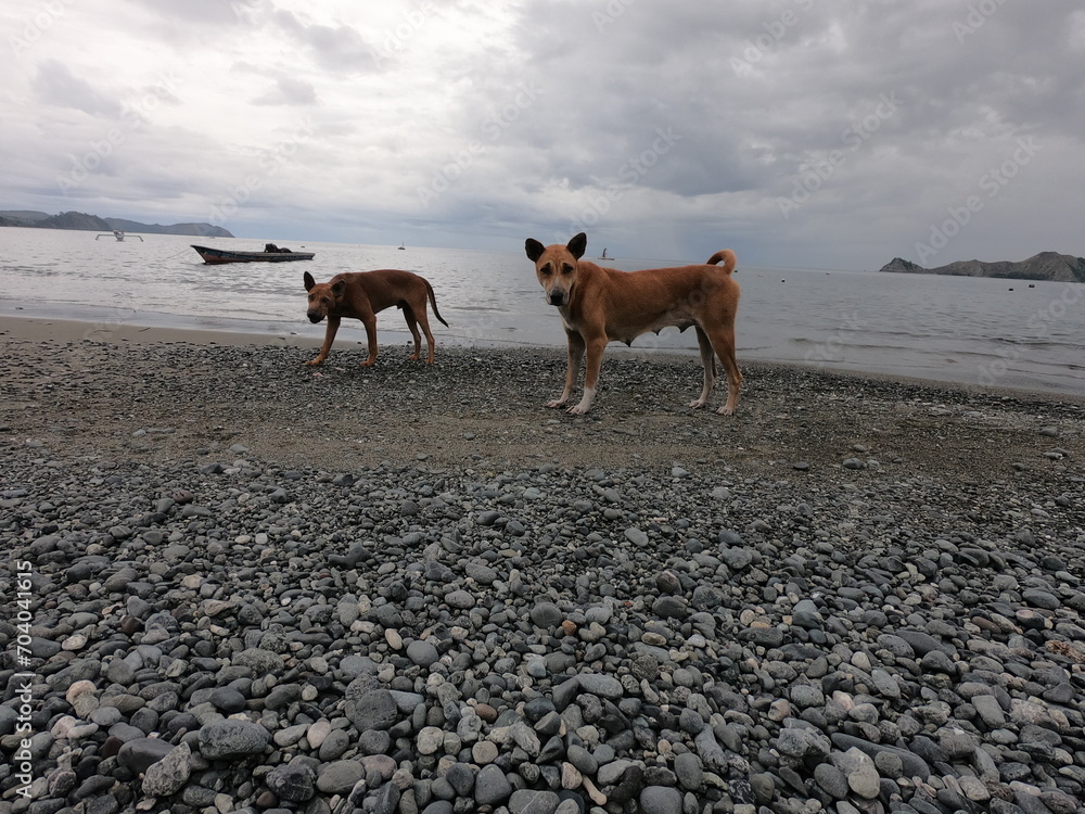 Two Dogs Playing on the Beach. Two Dogs Playing on the Beach.