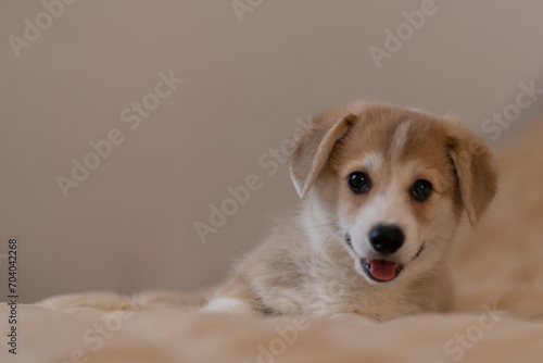 corgi puppy with floppy ears on a light background