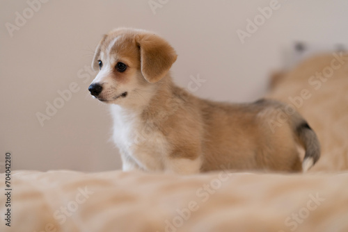 corgi puppy with floppy ears on a light background