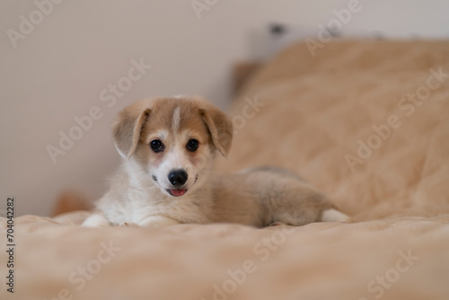 corgi puppy with floppy ears on a light background