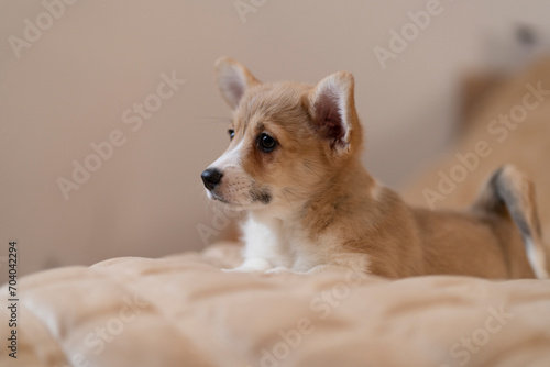 corgi puppy with erect ears on a light background